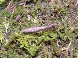 ヒナカマキリ。カマキリ科。小型のカマキリ。体長20ミリメートル程度。体色は褐色。翅が極めて小さいことが特徴です。林床に生息しています。卵嚢内の卵で冬を越し、春にふ化、秋に成虫になる年1世代の生活史を送ります。この画像は、苔マットの上にいる1個体のメス成虫を、右向きです。
