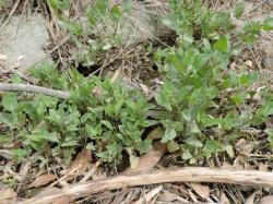 ホコガタアカザ。ヒユ科。海岸の裸地や埋立地などに生える1年草です。茎はよく分岐し、高さ20から80センチメートルほどに生長します。秋、黄緑色の雄花と、うす紅色の雌花が入り混じった穂が出ます。ヨーロッパ原産の帰化植物です。この画像は、石垣から生えた群落を撮影したものです。