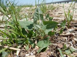 ホコガタアカザ 。ヒユ科。海岸の裸地や埋立地などに生える1年草です。茎はよく分岐し、高さ20から80センチメートルほどに生長します。秋、黄緑色の雄花と、うす紅色の雌花が入り混じった穂が出ます。ヨーロッパ原産の帰化植物です。この画像は、葉がまだ6枚ほどの小さな1株を写したものです。