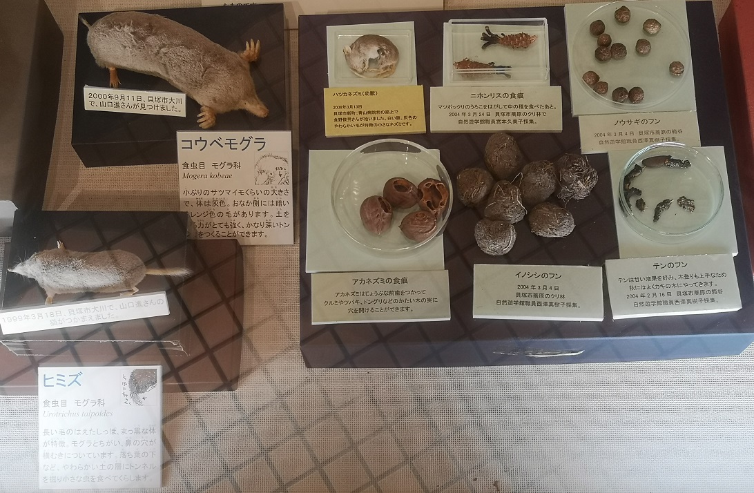 哺乳類が植物の実などを食べた跡や糞などを展示しているものです。