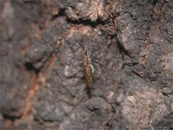 ホシアシナガヤセバエ。ナガズヤセバエ科。体長9ミリメートル前後。成虫は細長い体型で、脚が長く、全体的に、背中側は褐色で、腹側は白色に見えます。主に夏を中心に、クヌギの樹液まわりで見られます。この画像は、クヌギの幹にいる1個体を撮影したもので、頭は上側です。