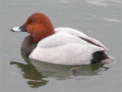 ホシハジロ。カモ科。冬季に越冬のため北方から飛来する冬鳥です。オスは頭部が赤褐色で、胸が黒色、体側面が灰色をしています。河口、河川、池で見られます。植物食性が強い雑食性です。この画像は、オス1羽が水面に浮かんでいる状態で、左向きです。