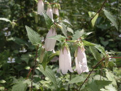 ホタルブクロ。キキョウ科。多年草。初夏に花茎を伸ばし、釣鐘状の花をいくつか、吊り下げるように咲かせます。花の色はほとんどが白色ですが、まれに赤みがかった色になることもあります。この画像では、中央に3個の白い花、右上奥に3個の白い花が写っています。