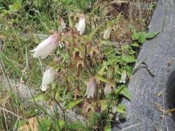 ホタルブクロ。キキョウ科。多年草。初夏に花茎を伸ばし、釣鐘状の花をいくつか、吊り下げるように咲かせます。花の色はほとんどが白色ですが、まれに赤みがかった色になることもあります。この画像は、道端に咲いた8個ほどの花を撮影したものです。少しピンク色が入った花も写っています。
