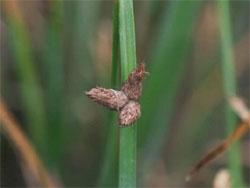 イセウキヤガラの小穂。この画像は、茎の途中の一箇所から出た3個の褐色の小穂を撮影したものです。