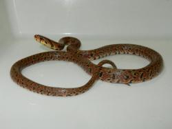 ジムグリ。ナミヘビ科。全長70~100cm。幼蛇は赤味が強い体色で、生長するにしたがって、褐色になります。腹面の市松模様が特徴です。主に小型の哺乳類を摂食します。画像は、採集した1個体を白いトレイの上に置いて撮影したもので、左側に頭があり、8の字型に胴体を曲げた状態です。