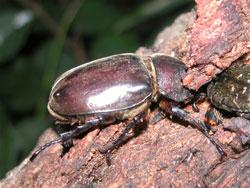 カブトムシのメス。コガネムシ科。メスの体長は、30から50ミリメートルです。体色は茶褐色で、厚みのある体形です。角はありません。オスと同じく、幼虫越冬で、夏に成虫が樹液に集まり、交尾・繁殖するという、年1世代の生活史を送ります。