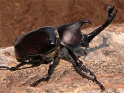 カブトムシのオス。コガネムシ科。オスの体長は、頭部から突き出る角を除いて、30から55ミリメートルです。角も合わせると、80ミリメートルに達する個体もいます。前胸背板からも、前方に向けて小さい角が伸びます。厚みがある体形です。体色は、黒い褐色から赤褐色です。幼虫で冬を越し、腐植土中で発育し、初夏に羽化して、成虫は主に夜間に、コナラやクヌギの樹液に集まります。