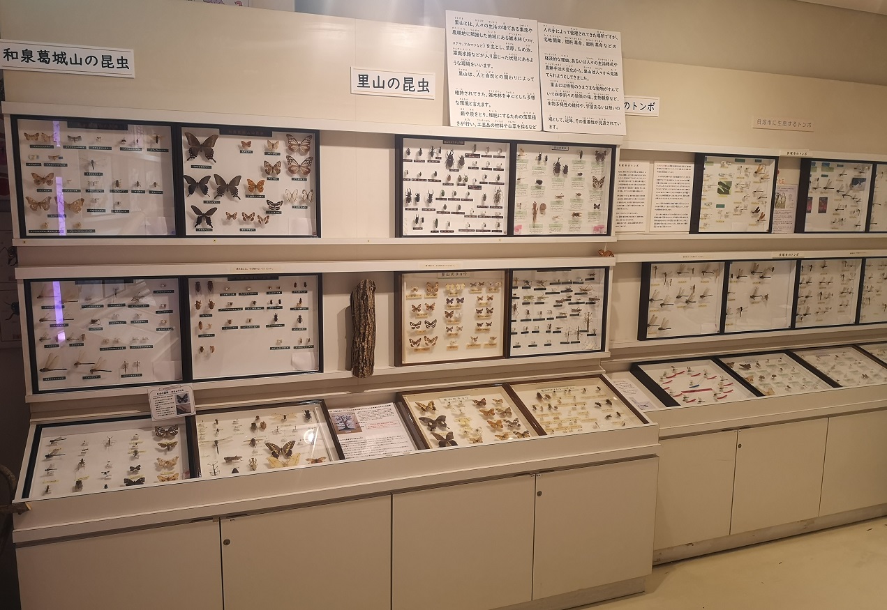 貝塚市の和泉葛城山ブナ林や里山の昆虫などの標本を展示しています