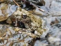 カジカガエル。アオガエル科。無尾類。体長35~70ミリメートル。体表は灰白色で、まだら模様があります。渓流に生息し、繁殖期の春から夏にかけては、オスのフィーフィフィフィフィという美しい鳴き声が聞こえます。画像は、川面から体半分を出した1個体を斜め前から写したものです。