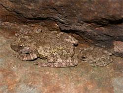 カジカガエル。アオガエル科。無尾類。体長35から70ミリメートル。体表はうすい灰色で、まだら模様があります。渓流に生息し、繁殖期の春から夏にかけては、オスのフィーフィフィフィフィという美しい鳴き声が聞こえます。この画像は、水辺にある岩に、縦列に並んで止まっている2個体を撮影したもので、両個体とも左向きです。