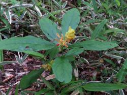 カキノハグサ。ヒメハギ科。多年草。茎は直立して20から30センチメートルの高さになります。春に茎の先に黄色の総状花を咲かせます。花は、うすい紅色を帯びることもあります。2枚の咢片が斜め上に開き、残りの3枚の咢片が筒状に伸び、その先に3枚の花弁が付きます。葉の形がカキの葉に似ていることが和名の由来です。この画像は株を上から撮影したもので、数枚の葉とその中心に一塊の総状花が写っています。