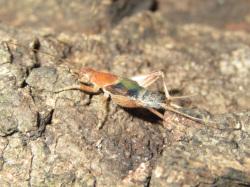 カネタタキ。カネタタキ科。体長9ミリメートル前後。体は、うすい褐色です。オス成虫の前胸背板はくすんだ橙色で、前翅は茶褐色です。メス成虫は翅が生えません。樹上性で、秋に成虫が出現し、オス成虫は、「チッ、チッ、チッ、チッ、・・・」と区切って、鳴きます。雑食性。この画像は、木の幹にいる1個体のオス成虫を横から撮影したもので、左向きです。