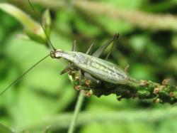 カンタン。マツムシ科。体長15ミリメートル前後。体色は、うすい緑色です。オスは「リリリリリリリリリ・・・・」と区切らずに鳴き続けるので、聞き分けは容易です。この画像の右側から出た1本の草の先に止まっているオス1個体を撮影したもので、頭は左向きです。