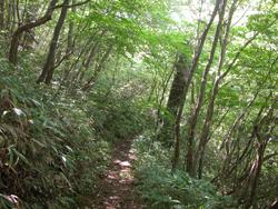 和泉葛城山ブナ林内の昆虫調査ルート。登山道Aコースの終点付近の林内の様子です。