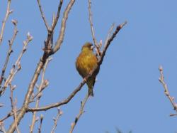 カワラヒワ。アトリ科。冬鳥。全長15センチメートル前後。市街地から山地の林まで生息します。体色は茶色が基調ですが、翼の一部の黄色の部分がポイントになります。植物の種子を好みます。この画像は、枝にこちら向きに止まっている1個体を撮影したもので、頭だけ、こちらから見て右側を向いています。
