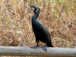カワウ。ウ科。留鳥。全長82センチメートル前後。河口、川、池で見られます。全体的に黒っぽい色をしています。顔は白色で、嘴の付け根が、うすい黄色です。水に潜って、魚を捕ります。この画像は、池の中にある水平な棒に止まっているところを正面から撮影したもので、顔は左を向いています。