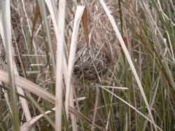 カヤネズミの巣。ネズミ科。頭胴長5.5から8センチメートル。尾長5から9センチメートル。日本で一番小さなネズミです。体色は、背側が橙色で、腹側が白色です。休耕田や河川敷の草丈の高い草原に生息し、イネ科植物の葉を利用して巣を作ります。主にイネ科の雑草を摂食し、小型昆虫を摂食することもあります。この画像の中央に、ススキ草原に作られた巣が写っています。