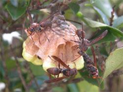 キボシアシナガバチの巣。この画像は、枝にぶら下がっている拡大中の巣を撮影したものです。表面の色は、うすい褐色で、部屋の蓋は黄色です。4個体の成虫が巣を守っています。