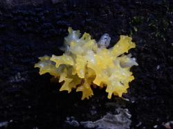 キイロニカワタケ。シロキクラゲ科。夏から秋にかけて、枯れ木や、落枝状に生えます。色は黄色で、軸から八重の花びら状に不定形に開きます。この画像は、木の幹から生えた幼菌を撮影したもので、花びらのように広がる前の状態にあり、突起のあるこん棒状のものが八方に広がっています。