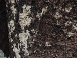 キノコヒモミノガの幼虫。ミノガ科。前翅長6ミリメートル前後。翅には茶色の地色に、濃い褐色の帯が3本入ります。成虫は初夏に出現します。幼虫は蓑をつくり、その中にいます。他のミノガの幼虫と違うのは、蓑の細長さで、幼虫の体長の10倍以上になることもあります。幼虫の餌は、枯れ木や衰弱木の幹に生えるカワラタケの仲間で、細長い蓑の口から、頭を出して、食事をするので、細長い蓑が木の幹からぶら下がっているように見えます。この画像は、衰弱木の幹に白色の幼菌が張り付いていて、そこから1本の細長い蓑がぶら下がっている状態を撮影したものです。以下、注釈です。チョウ類は、前翅の長さで大きさを示してきましたが、ガ類は、参考資料の都合で、開帳で大きさを示します。開帳とは、左右の翅を広げた時の幅のことです。