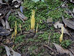 キソウメンタケ。シロソウメンタケ科。林床に生えます。形は細長い棒状で、黄色です。高さは10センチメートルほどになることがあります。この画像は、苔の生えた林床から、20本程度が生えた状態を撮影したもので、一部は少しまとまって生えています。