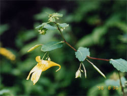 キツリフネ。ツリフネソウ科。一年草。夏から秋にかけて、黄色い花を咲かせます。花の形は独特で、葉の下から伸びた花茎の先に横向きにぶら下がるような形をしています。この画像の右下から左上にかけて茎が伸び、左下に開いた花が1個写っています。