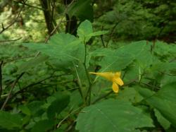 キツリフネ。ツリフネソウ科。一年草。茎の高さは60センチメートルほどになります。夏から秋にかけて、葉の付け根の下から花茎を出し、黄色いラッパ型で横向きの花をいくつか咲かせます。花弁は5枚ですが、合着して、上側1枚、下側2枚に見えます。この画像は、数枚の葉の中央に、黄色い花が1個写っていて、口は右向きです。