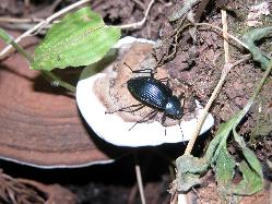 コフキサルノコシカケ。マンネンタケ科。広葉樹の幹に生えます。年々成長を続け、幅50センチメートルを超えることもあります。傘の上面は黄褐色で、裏面はクリーム色です。この画像は2枚を撮影したもので、右の1個は幼菌で上面が白色です。その上にコウチュウの仲間のキマワリが1個体、乗っています。