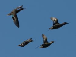 コガモ。カモ科。冬鳥。全長37センチメートル前後。鳥の全長は、嘴の先から尾羽の先までの長さを仰向けにして測定した長さです。コガモは、ふつうに見られるカモの仲間では、最も小型です。冬に河口、川、池で見られます。オスは頭が赤茶色で、眼の周りから頭の後ろにかけて緑色の帯が入ります。メスは全体的に茶色っぽい色をしています。植物食で、水草や、水中の石についた藻を食べます。この画像は、飛翔している4羽を撮影したもので、右向きです。