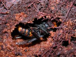 コガタスズメバチの越冬した個体。スズメバチ科。体長25ミリメートル前後。体色は黒色の地色に、腹部の帯が入ります。翅は半透明の褐色です。胸部と腹部の間がくびれています。作り始めの巣は、徳利を逆さにしたような形です。大きくなった巣は、球形で、外殻は、縞模様の半円を重ね合わせた模様になり、横向きに1個、出入り口があります。巣の中には巣盤が何枚かあり、部屋数は最大で800個に達するそうです。この画像は、朽ち木の中に穴を掘って越冬中のメス成虫を撮影したもので、頭を右側にした仰向けの姿勢で写っています。
