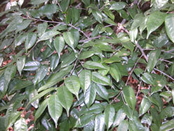 ツブラジイ。ブナ科。常緑高木。コジイという別名も比較的使われます。春に、樹木全体に多くの花が咲きます。雄花序は長さ8から10センチメートルで垂れ下がり、多くの雄花を付けます。堅果は球状です。この画像は、枝先に付いた多数の葉を撮影したものです。葉には光沢があります。