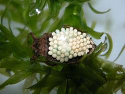 卵を背負うコオイムシのオス成虫。コオイムシはメス成虫がオス成虫の背に卵を産み付ける習性があり、それが名前の由来です。オス成虫は卵が孵るまで保護します。この画像は、水草に止まらせて背面から撮影したもので、左向きです。