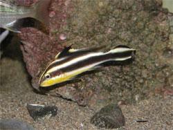 コロダイの幼魚。イサキ科。全長60センチメートルほどに成長します。成魚の地色は青みがかった灰色で、小さな黄橙色の斑点を全身に散りばめます。肉食性で、他の小魚、甲殻類、ゴカイなどを食べます。この画像は、水槽内を左側に向かって泳いでいる1個体の幼魚を撮影したものです。幼魚の体色は、成魚とまったく違っていて、細長い体型で、体側面の頭から尾びれにかけて、黄色と黒色の2本の縦帯が入ります。