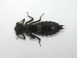 コシボソヤンマの幼虫。ヤンマ科。体長65から79ミリメートル。胸部側面は黄色から黄緑色に、1本の太い黒色の筋が入ります。腹部はほぼ黒色ですが、各節の背面に黄色い帯が入ります。翅は透明です。成虫は初夏から秋にかけて出現します。幼虫は、川の上流域から中流域に生息します。この画像は、採集した1個体の幼虫を白いトレイに置いて、背面から撮影したもので、右向きです。体色は褐色です。