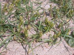 コウボウシバ。カヤツリグサ科。砂浜に生える多年草。太く長い地下茎が砂中に蔓延し、赤褐色の鬚根を出し、夏に穂を出します。コウボウムギと同じスゲ属ですが、コウボウムギより実が小さいので、コウボウシバと名付けられました。この画像には、穂が10個以上、写っています。