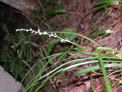 コヤブラン。キジカクシ科（以前の分類ではユリ科）。多年草。高さ20から40センチメートル。夏から秋にかけて、うす紫色の小さな花を咲かせます。花は主軸から10個から20個、付きます。これを穂状花序といいます。この画像の右側が斜面で、そこから左向きに、10本ほどの葉と1本の花茎が伸びています。