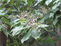 クマノミズキ。ミズキ科。落葉高木。高さが10メートルを超えることがあります。6月から7月にかけて、枝の先に、4枚の花びらを持った白色の小さな花を多数咲かせます。秋に直径5ミリメートルほどの黒紫色の実を付けます。この画像は、枝先に多数の果実が付いている状態を撮影したもので、葉も多数写っています。