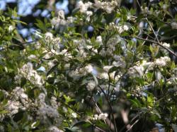クロバイの花。この画像は、5月に咲いていた多数の白い花を撮影したものです。