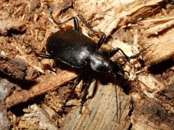 クロカタビロオサムシ。オサムシ科。体長26ミリメートル前後。体色は黒色です。前翅の肩部が角張って、オサムシ科の中では幅広です。オサムシ科の中では、例外的に、ふつうの翅を持ち、飛ぶことができます。林床で、春から秋にかけて成虫が見られます。幼虫も成虫も、大あごは前を向き、他の昆虫などを食べます。この画像は、おがくずの上にいる1個体の成虫を背中側から撮影したもので、右向きです。