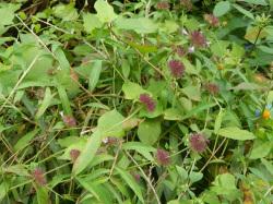 クルマバナ。シソ科。多年草。夏から秋にかけて、茎先の花穂から、紅紫色で唇型の花を幾つか咲かせます。茎先の花穂から少し離れた位置にも、輪状の花穂（仮輪）があるのが特徴です。この画像の左下から右上に向かって、3本の茎が倒れながら伸びていて、花が少し咲いています。