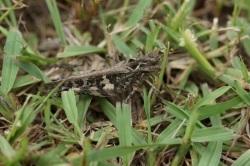 クルマバッタモドキ。バッタ科。オス成虫の体長は35ミリメートル前後で、メス成虫の体長は55ミリメートル前後です。円筒形の体型をしていて、頭部は丸まっています。褐色型がほとんどで、稀に緑色が混じった個体がいます。前胸背板に、英語のエックスの字のような白斑があります。前翅には褐色の斑紋が入り、後翅の中央に円の4分の1の黒帯が入ります。草丈のとても低い草原などに生息し、イネ科の葉を好みます。成虫は夏から秋にかけて出現します。この画像は、イネ科の草がまばらに生えた地面にいる緑色型の1個体を横から撮影したもので、右向きです。