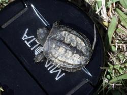 クサガメ。バダグールガメ科。甲長20センチメートル前後。体色は茶褐色で、黄色の斑紋が入ります。背甲には3本のキール(稜)があります。主に平地に川や池に生息します。雑食性。この画像に写っているのは子ガメで小さく、カメラレンズのキャップの上に置いて、背面から撮影しました。頭は左上向きです。