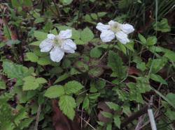 クサイチゴの花。この画像は、2個の白色の花を撮影したもので、多数の葉も写っています。