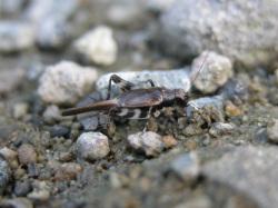 マダラスズ。ヒバリモドキ科。体長7ミリメートル前後。体は黒い褐色で、後脚の腿節の白黒のまだら模様が和名の由来です。草丈の低い草原に生息し、初夏と秋に成虫が出現します。オス成虫は、「ジー、ジー、ジー・・・」と単調に区切って鳴きます。雑食性。この画像は、小石がまばらに散らばる地面にいる1個体を横から撮影したもので、右向きです。
