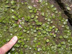 マメヅタ。ウラボシ科。着生植物。茎が樹幹や岩の表面を這い、1から2センチメートルの丸い肉厚のある葉を付けます。茎が見えにくいため、岩から生えているように見えます。シダの仲間として、独特の形態をしています。この画像では岩の上に生えた100枚ほどの葉を写したもので、大きさを分かってもらうために、この画像の左下に人差し指も写しています。