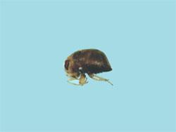 マルミズムシ。マルミズムシ科。体長約2.5ミリメートル。池沼や水田の水中に住み、背を下にして泳ぎます。餌は小さな水生昆虫などです。この画像は、顕微鏡で、1個体の成虫を横向きに撮影したもので、頭は左側にあります。