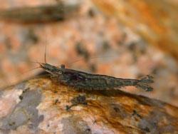 ミナミヌマエビ。ヌマエビ科。体長20から28ミリメートル。体色は褐色や緑褐色です。5対の歩脚のうち、前の2対の先に小さなハサミがあります。川の流れが緩やかな場所や池で、水草が生えている場所に生息します。雑食性。この画像は、水槽内の石の上にいる1個体を横から撮影したもので、左向きです。