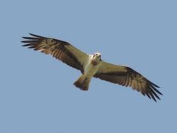 ミサゴ。ミサゴ科。タカの仲間です。留鳥。全長59センチメートル前後。頭は白く、背中側は黒っぽい色をしています。主に海岸に生息しますが、内陸の湖や池に生息することもあります。餌は魚が中心で、爬虫類や他の鳥類を捕食することもあります。この画像は、飛翔時に羽根を広げている1羽を下から撮影したもので、腹から両羽根の付け根の白色部が分かります。