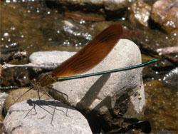 ミヤマカワトンボ。カワトンボ科。成虫の体長は64から78ミリメートルです。とても細長い体形をしています。光沢のある深い緑色の体色で、翅は褐色です。成虫は、春から秋にかけて、渓流沿いで見られます。幼虫は、川の上流域に生息します。この画像は、川の水面に出た石の表面に止まっている1個体の成虫を横から撮影したもので、左向きです。翅は、背面の上で閉じて止まっています。
